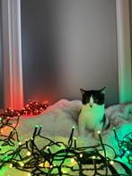 Europese korthaar kitten, Poes, Gechipt, 3 tot 5 jaar