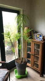 Papyrusplant 2 meter in pot, Ophalen, Winter