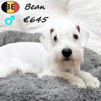 Bean, Schnoodle (Schnauzer X Poedel) reutje te koop, Dieren en Toebehoren, Honden | Chihuahua's en Gezelschapshonden, België, 15 weken tot 1 jaar