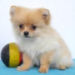 Dwergkees - Belgisch pup te koop, CDV (hondenziekte), Keeshond, 8 tot 15 weken, België