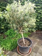 Olijfboompje in pot., Ophalen, 100 tot 150 cm, Overige soorten, Halfschaduw
