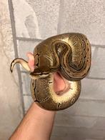 Koningspython, Dieren en Toebehoren, Reptielen en Amfibieën, Slang