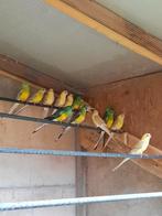 Mooie roodruggen, Dieren en Toebehoren, Geringd