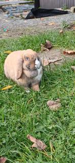 Lief hangoor konijn vrouw gevaccineerd blauw oog, Dieren en Toebehoren, Hangoor