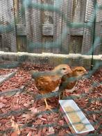 Kuikens - 2 haantjes 1 maand oud gratis, Dieren en Toebehoren