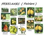 FRUITBOMEN: APPELS, PEREN, PRUIMEN, KERSEN, PERZIK,WALNOTEN,, Lente, Overige soorten, In pot, Ophalen of Verzenden