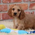 Engelse Cocker pup, Dieren en Toebehoren, Parvo, België, Reu, 8 tot 15 weken