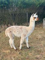 Alpaca hengst appaloosa te koop, Dieren en Toebehoren, Schapen, Geiten en Varkens, Mannelijk, 3 tot 5 jaar