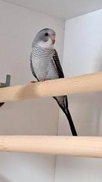 Homme aux ailes noires gris, Animaux & Accessoires, Oiseaux | Perruches & Perroquets