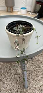 String of hearts (mix gewone en variegata), Huis en Inrichting, Kamerplanten, Ophalen, Vetplant, Halfschaduw, Minder dan 100 cm