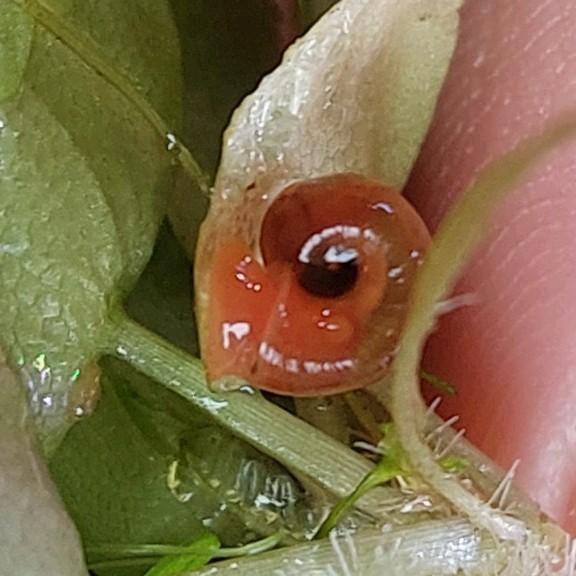 Posthoornslakken/Ramshoornslakken, Dieren en Toebehoren, Vissen | Aquaria en Toebehoren, Nieuw, Ophalen