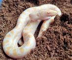 1.0 epicrates maurus T-albino / regenboogboa, Animaux & Accessoires, Reptiles & Amphibiens