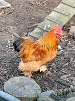 Mooi cochin haantje 6 mnd, Dieren en Toebehoren