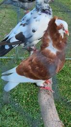 Jonge capucijner, Dieren en Toebehoren, Vogels | Duiven