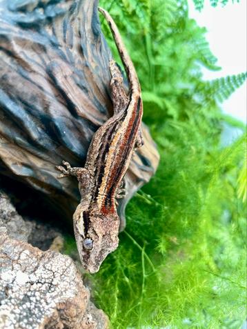 Ongesexte gargoyle + nieuw terrarium  beschikbaar voor biedingen