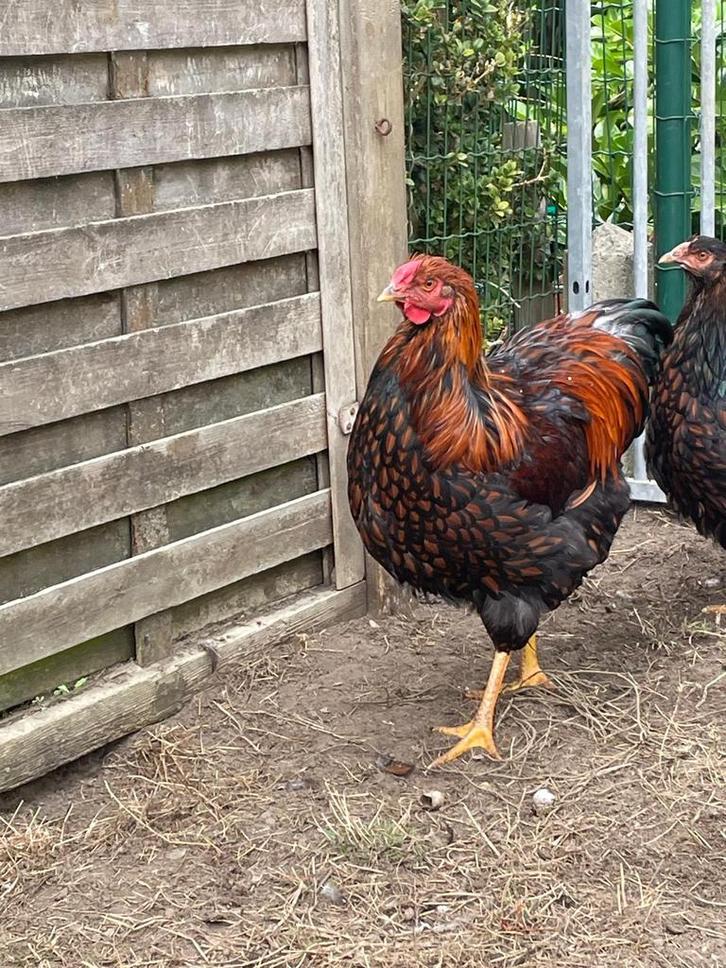 2 Wyandotte hanen zoeken nieuwe ren met harem, Dieren en Toebehoren, Pluimvee, Kip, Mannelijk