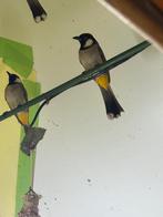 buulbuul irakes grote mat 3 koppels te kop koppel 200€, Dieren en Toebehoren