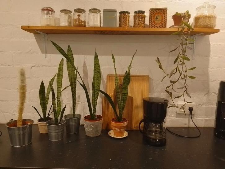 Diverse grote (+50 cm) kamerplanten vanaf 6 euro, Maison & Meubles, Plantes d'intérieur, Cactus, Enlèvement