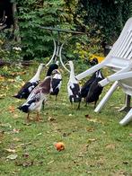 Loopeenden, Dieren en Toebehoren, Pluimvee, Meerdere dieren, Eend