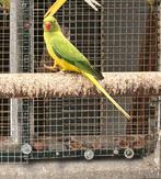 Halsbandparkiet, Dieren en Toebehoren, Geringd