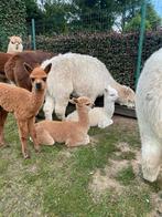 Alpaca merrie en hengsten te koop, Dieren en Toebehoren, Overige Dieren