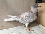 Zeldzame kleurpostduiven koppel rubella's, Animaux & Accessoires, Oiseaux | Pigeons
