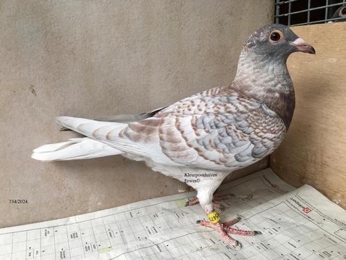 Zeldzame kleurpostduiven koppel rubella's, Animaux & Accessoires, Oiseaux | Pigeons