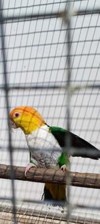Caïque mâle, Dieren en Toebehoren, Vogels | Parkieten en Papegaaien, Vrouwelijk