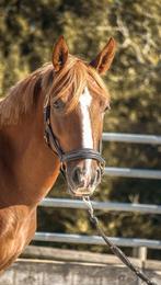 Top poney loisirs, Animaux & Accessoires, L