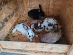 Jeune lapin papillon, Dieren en Toebehoren, Knaagdieren