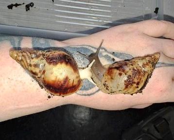 Lissachatina reticulata baby's  beschikbaar voor biedingen