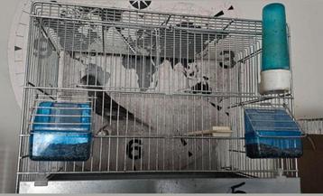 Cage d'élevage pour canaris à vendre  beschikbaar voor biedingen