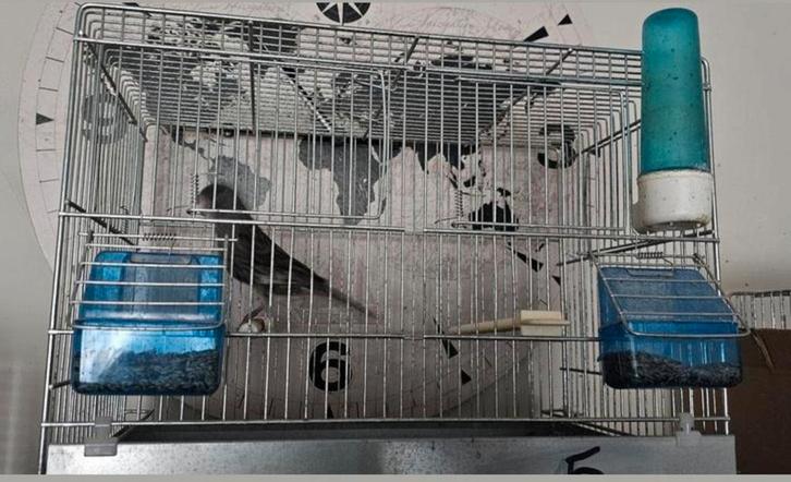 Cage d'élevage pour canaris à vendre, Dieren en Toebehoren, Vogels | Hokken en Kooien, Gebruikt, Broedkooi of Kweekkooi, Metaal