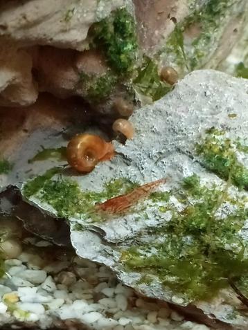 Mooie sierlijke posthoornslakken  beschikbaar voor biedingen