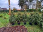 Kleine Kerstboompjes in pot te koop, Tuin en Terras, Planten | Bomen, Ophalen of Verzenden