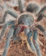 Tarantula lot, Dieren en Toebehoren, Insecten en Spinnen