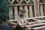 Shiba Inu puppy van ouders met gezondheidstesten, Dieren en Toebehoren, België, Fokker | Hobbymatig, Overige rassen, CDV (hondenziekte)