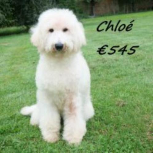 Labradoodle femelles (Belges), Animaux & Accessoires, Chiens | Chihuahuas & Chiens de compagnie, Chienne, Autres races, Commerçant