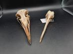 Crâne de bécasse et de goéland argenté, Collections, Comme neuf, Crâne, Enlèvement ou Envoi, Oiseaux