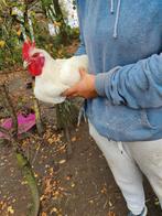 Poule de bresse hanen, Dieren en Toebehoren, Pluimvee