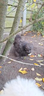 USA zijdehoender hen, Dieren en Toebehoren, Pluimvee, Vrouwelijk, Kip