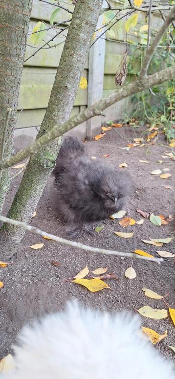 USA zijdehoender hen beschikbaar voor biedingen