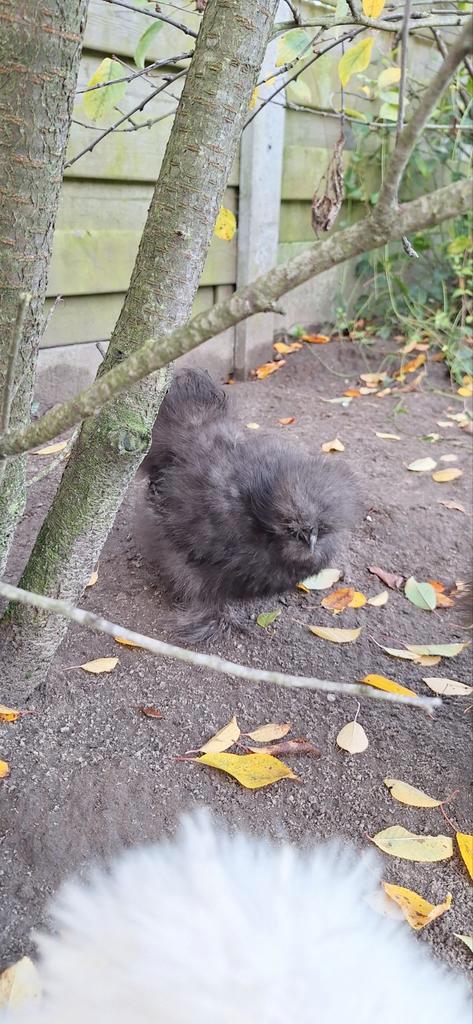 USA zijdehoender hen, Dieren en Toebehoren, Pluimvee, Kip, Vrouwelijk