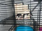 Tamme ratjes, Dieren en Toebehoren, Rat, Februari, Meerdere dieren, Tam