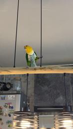 Heel erg tam Roestkop Caique & Groene Broek Caique, Meerdere dieren, Papegaai, Pratend