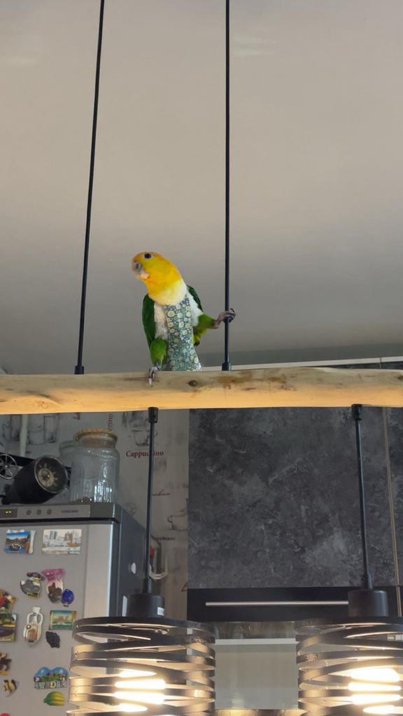 Heel erg tam Roestkop Caique & Groene Broek Caique, Animaux & Accessoires, Oiseaux | Perruches & Perroquets, Perroquet, Plusieurs animaux