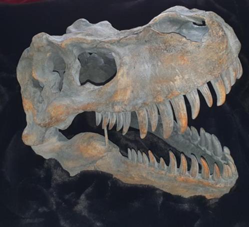 dinosauris beeld Tyrannosaurus Rex Skull Dino Nemesis, Collections, Collections Animaux, Neuf, Crâne, Autres, Enlèvement ou Envoi