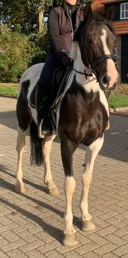 Aansprekende bonte merrie, Dieren en Toebehoren, Paarden, Merrie