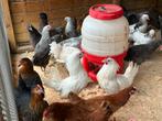 Legkippen alle kleuren, Dieren en Toebehoren, Pluimvee