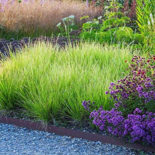 Sesleria autumnalis of Blauwgras, Tuin en Terras, Planten | Tuinplanten, Vaste plant, Siergrassen, Ophalen